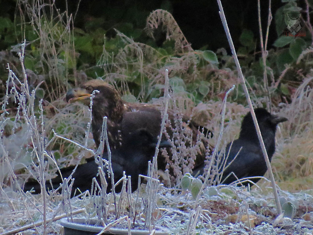 Eagle And Ravens Feeding