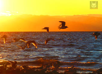 Seagulls Flocking At Sunset