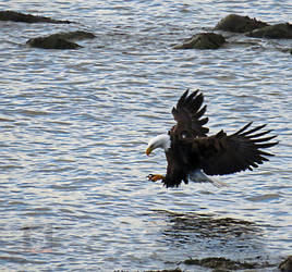 Majesty Going For Dinner