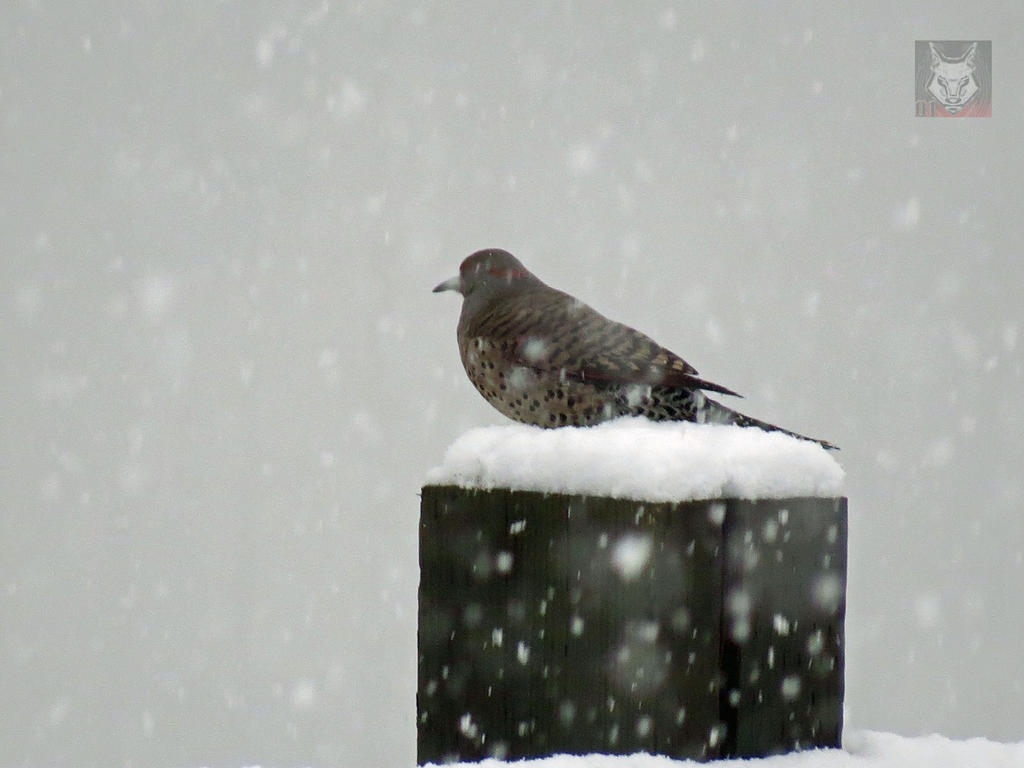 Flicker In The Snow