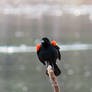 Fluffed Up Red Wing