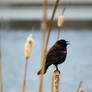 Juvenile Red Winged Black Bird