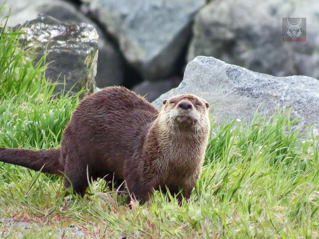 Otter In The Grass Smiling