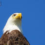 Looking Up At A Eagle