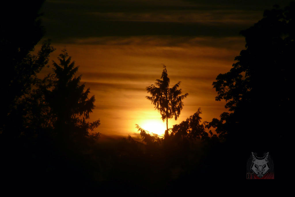 Shadow Trees And Sunset