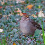 A Golden-Crowned Sparrow