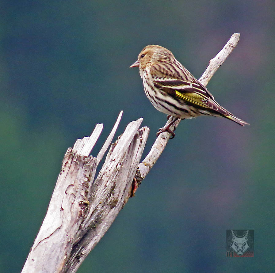 Pine Siskin On Twig by wolfwings1