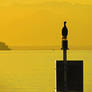 Cormorant Watching Ferry Leave