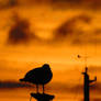 The Shadow Seagull and the Sunset