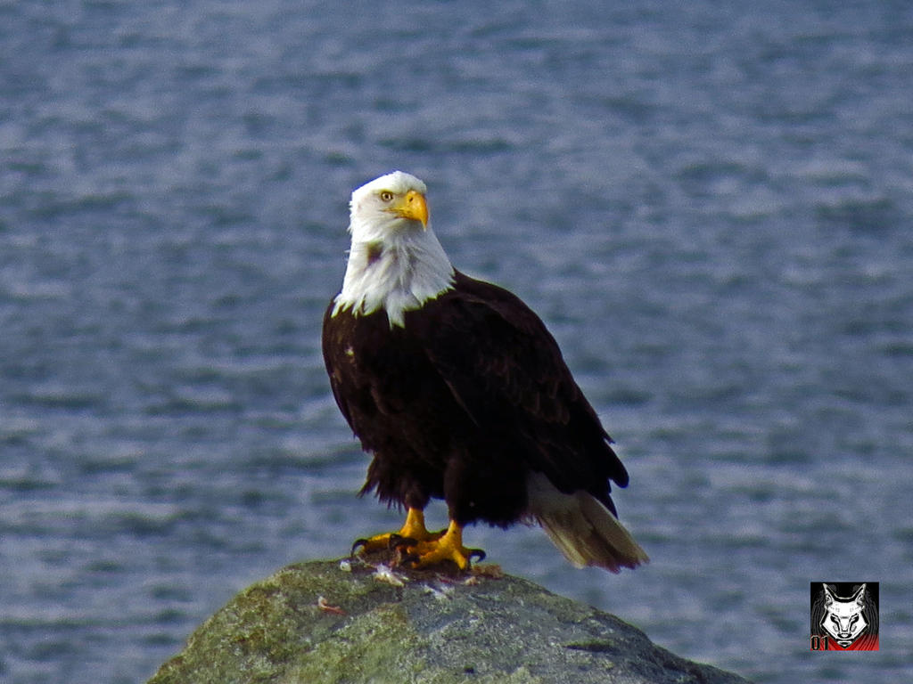 Bald Eagle On A Rock