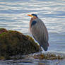 Heron In The Seaweed