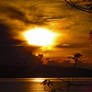 Sunset Through Tree