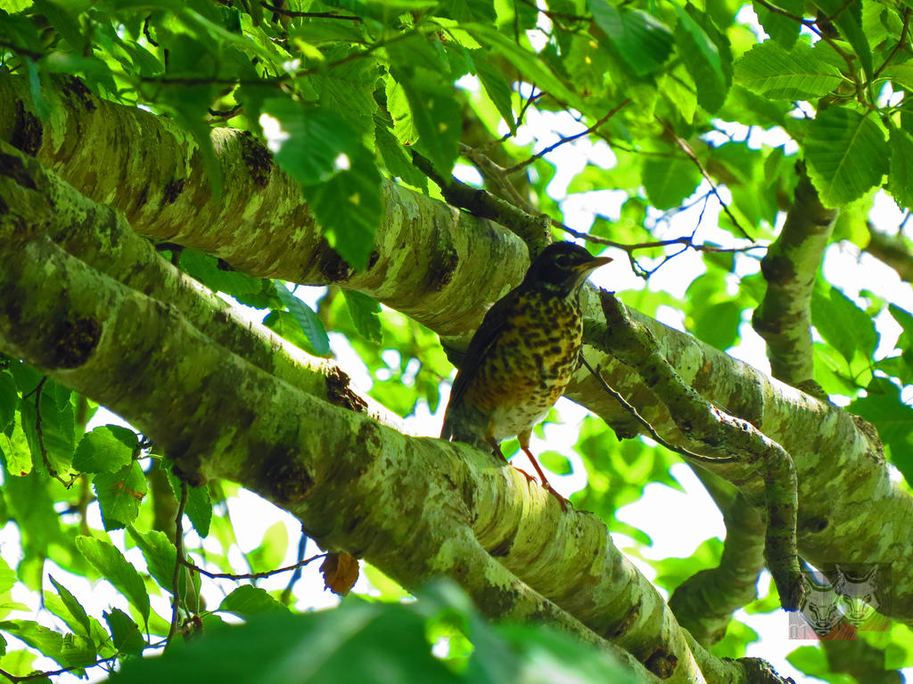 Spotted Robin