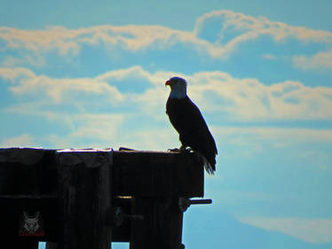 Eagle With Head In Clouds