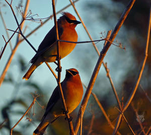 A Pair Of Waxwings by wolfwings1 A Pair Of Waxwings by wolfwings1