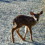 Young Fawn Alone