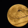 Golden Witch Moon