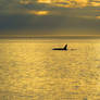 Killer Whale Past Sunset