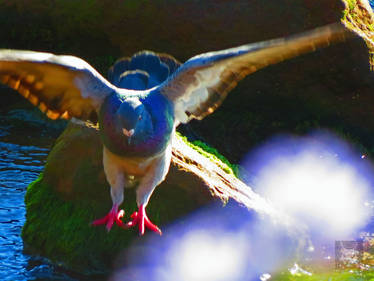 Purple Pigeon Angel