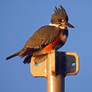 The Speckled Kingfisher