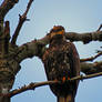 Eagle In A Tree