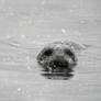 Curious Seal Swimming In Snow