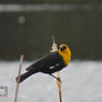 Perched Yellow Headed Blackbird