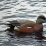 Drippy Wigeon