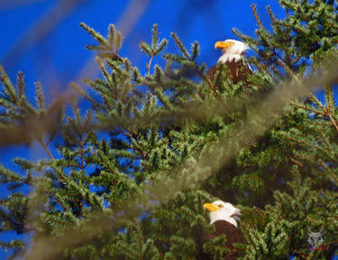 Two Story Eagles