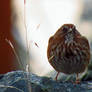 The Fluffy Sparrow