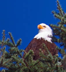 Eagle In A Tree