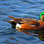 Emerald Wigeon Reflection