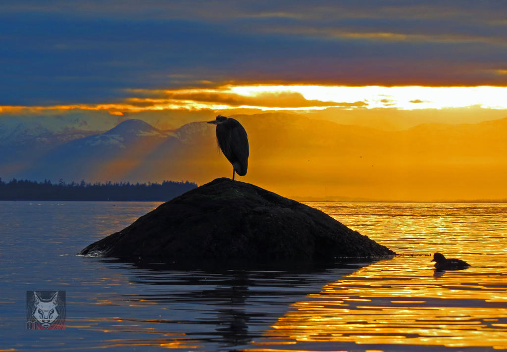 Heron And Sun Rays