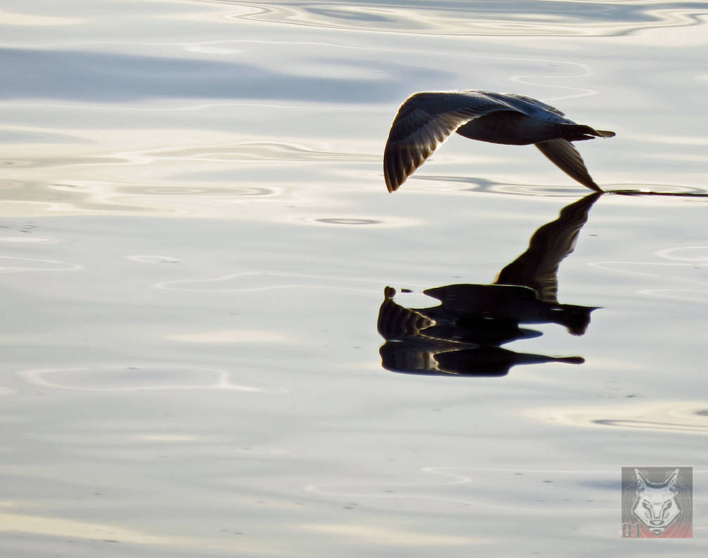 Seagull Skimming Water by wolfwings1