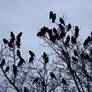 Thats A Whole Lot Of Starlings