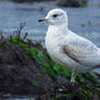 Of Seagulls And Seaweed