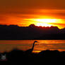 Stalking The Sunset Heron