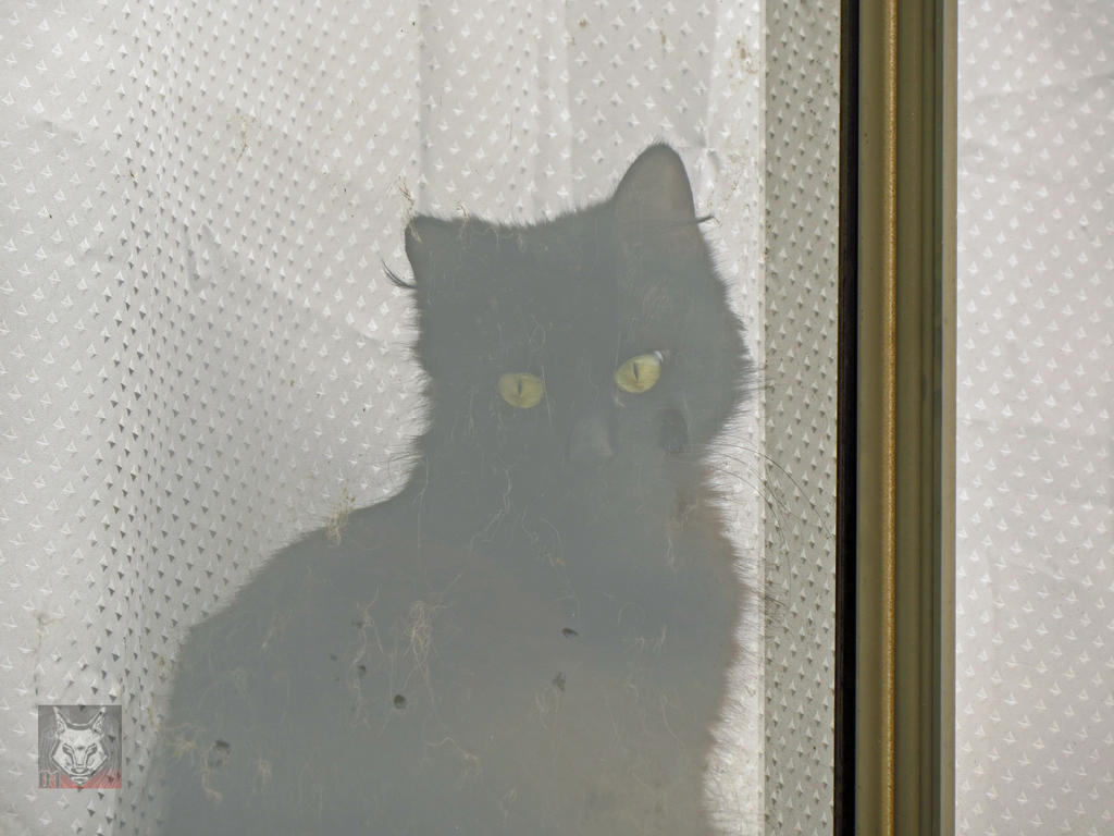 The Windowed Cat by wolfwings1 on DeviantArt