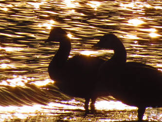 Canadian Geese Against Diamonds