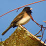 Junco In Tree