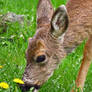 Enjoying A Tastey Grass Dinner