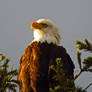 The Majestic Bald Eagle