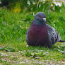 The Purple Breasted Pigeon