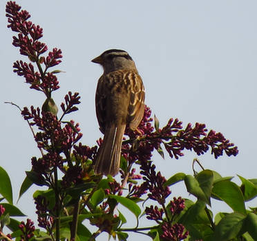 Flowered White Crowned Sparrow