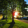 Sun Through Tree