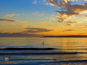 Heron Alone In Sea Of Blue  Gold