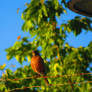 Robin Against Painted Tree