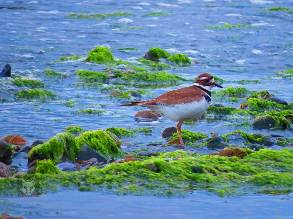 Kill Deer In Shallow Seawater