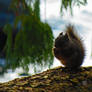 Squirrel Upon A Branch