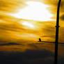 Kingfisher At The Sunset